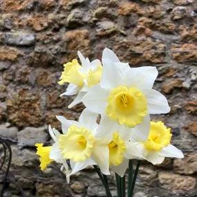 Ellen Daffodil (Narcissus Ellen) Img 3